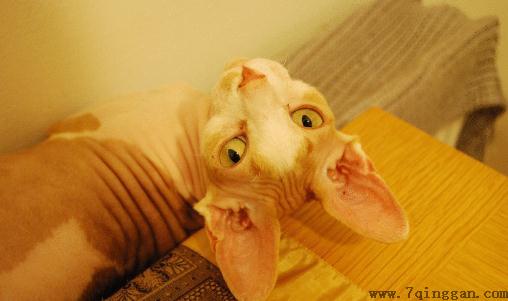 斯芬克斯猫怎么养？