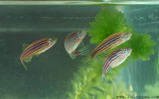 斑马鱼怎么样？