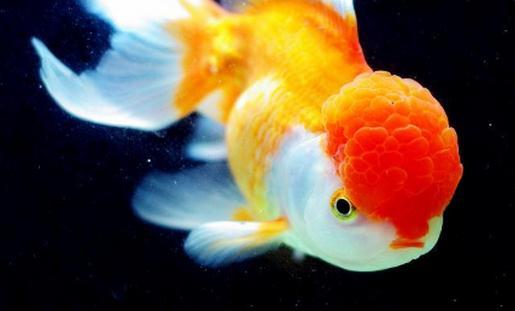 彩色球形珍珠金鱼怎么养？