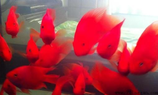 红元宝鱼的寿命-红元宝鱼