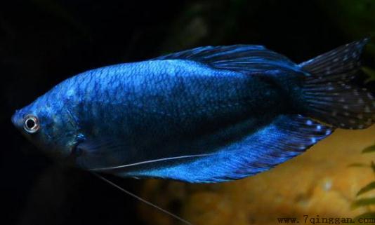 蓝龙鱼怎么繁殖？