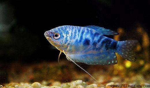 蓝龙鱼的简介