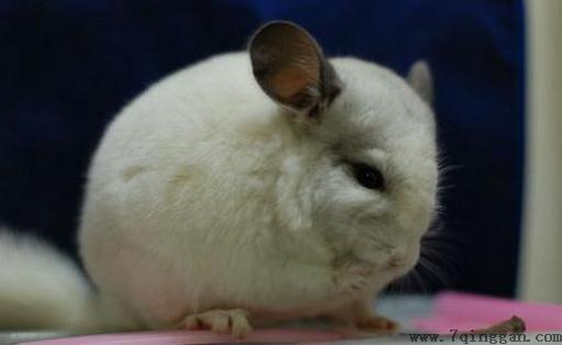 纯白龙猫怎么养？