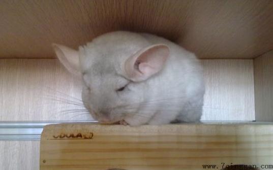 金斑龙猫怎么养？