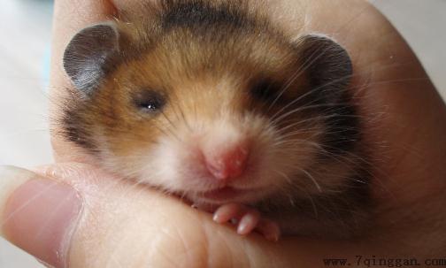 西施熊怎么养？