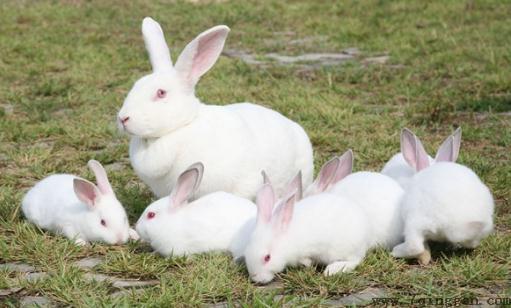 大耳白兔是什么？