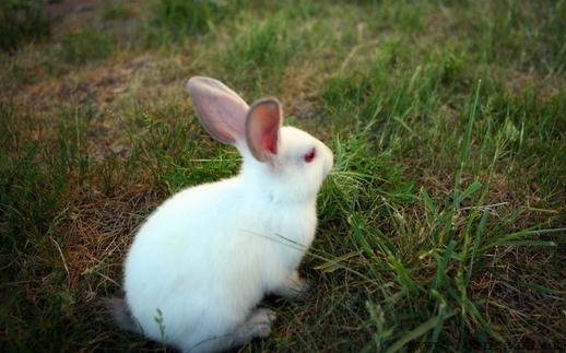 佛州大白兔的生活环境-佛州大白兔的形态
