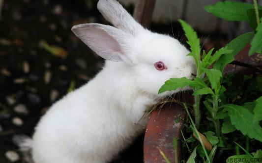 哈白兔的简介-哈白兔是什么？