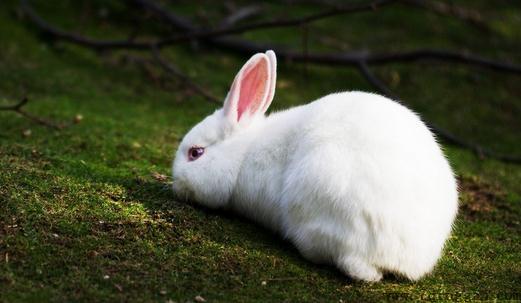 哈尔滨大白兔的形态特征有哪些？