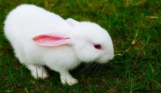 哈尔滨大白兔的护理方法及养护要点