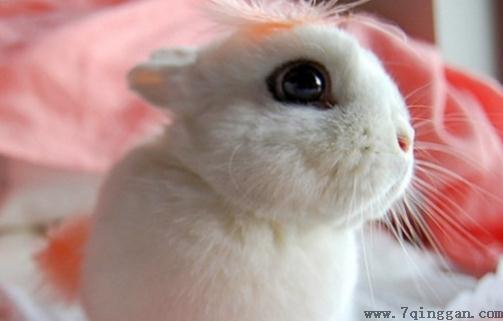 海棠兔的生长环境如何？