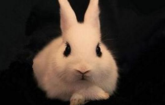 海棠兔是什么兔子？