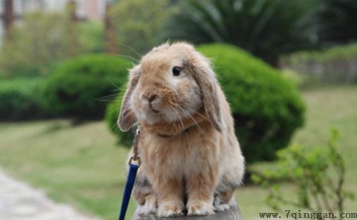 荷兰垂耳兔是什么品种？