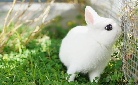 荷兰侏儒兔怎么养？