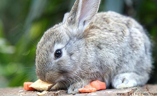 荷兰侏儒兔是怎样的？