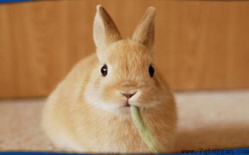 荷兰侏儒兔多少钱能够买到？