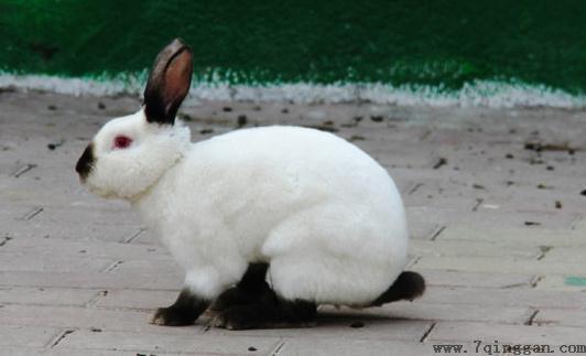 加利福尼亚兔怎么养？