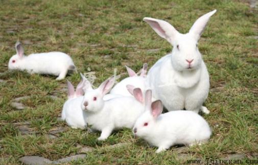 家兔的繁殖方法有哪些？