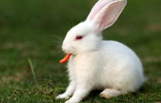 家兔有什么生活习性特征？