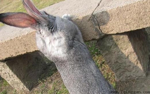 金吉拉兔有哪些品种？