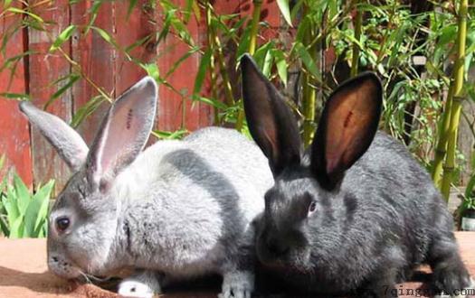 金吉拉兔的养殖环境应该是怎样的？