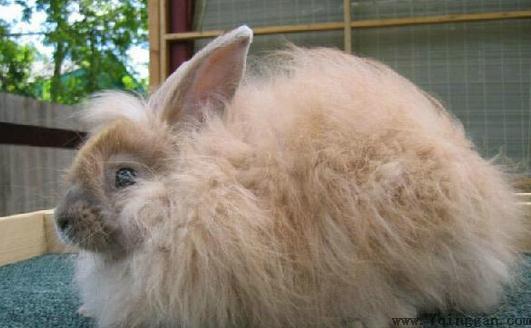 巨型安哥拉兔产自哪里？