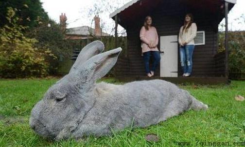 巨型格仔兔是什么兔子？