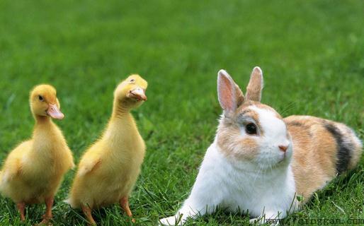 琉球兔是什么兔子？