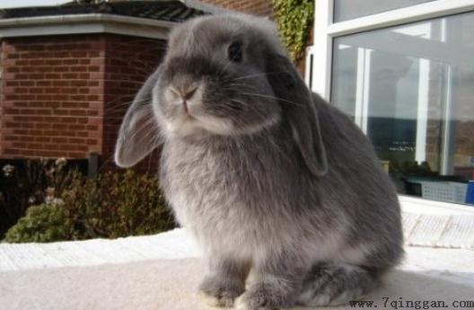 费斯垂耳兔是什么品种？