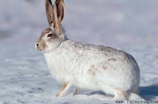 塔里木兔的特征和饲养方法