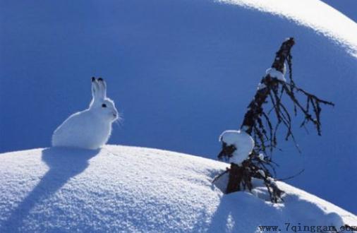 雪兔的形态特征和生活习性