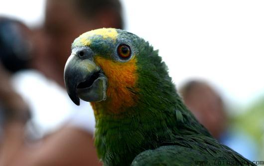 橙翅亚马逊鹦鹉的饲养方法