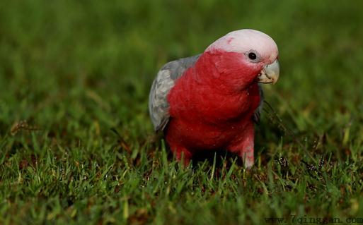 粉红胸凤头鹦鹉如何繁殖？