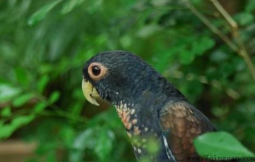 青铜翅鹦鹉的饲养方法