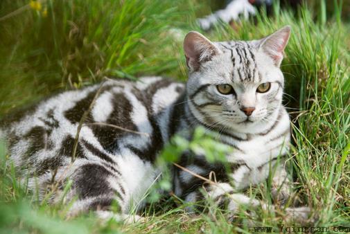 短毛猫的正确方法是什么