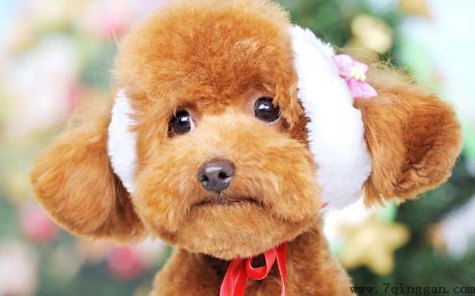 泰迪犬小巧可爱萌化内心