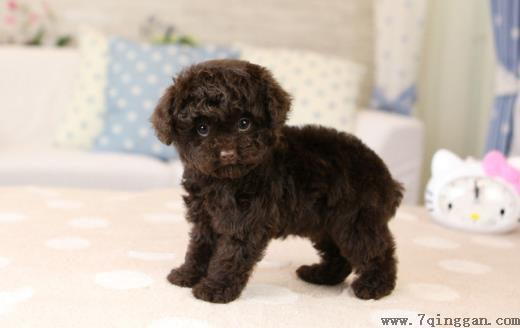 三个月的泰迪怎么养 养泰迪必须具备的条件