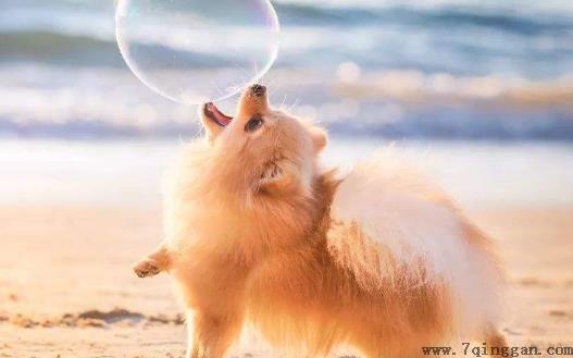 与狗狗互动交流感情的技巧 互动训练因犬制宜