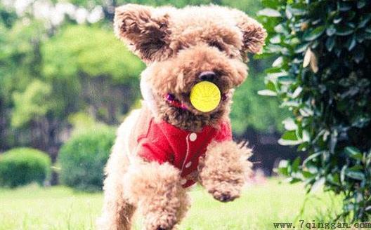 与狗狗互动交流感情的技巧 互动训练因犬制宜