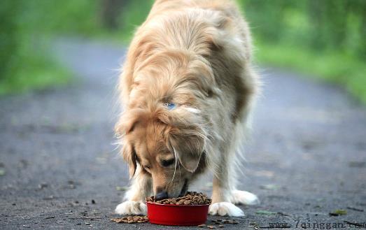 狗狗们挑食厌食的原因