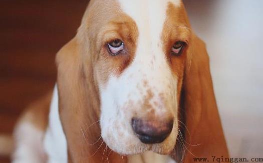 狗狗乱叫被邻里投诉 狗狗乱叫的原因和制止狗狗的方法