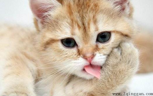 扒一扒猫爪的小秘密 杀机藏在肉垫里