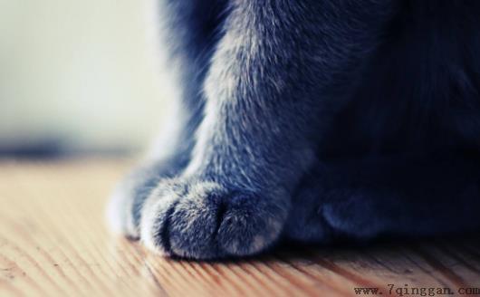 扒一扒猫爪的小秘密 杀机藏在肉垫里