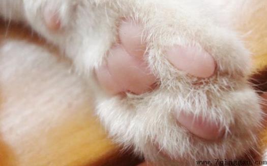 扒一扒猫爪的小秘密 杀机藏在肉垫里