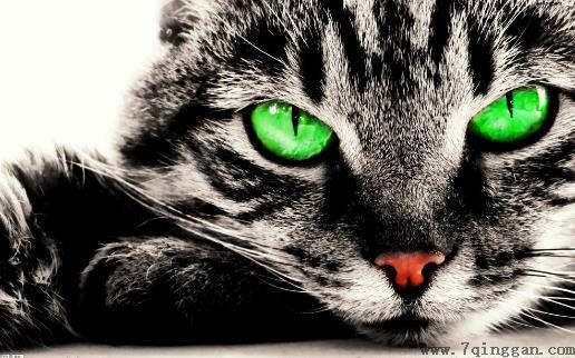 遛猫也需要遵守这些规则 牵绳和封闭活动空间 一个都不能少