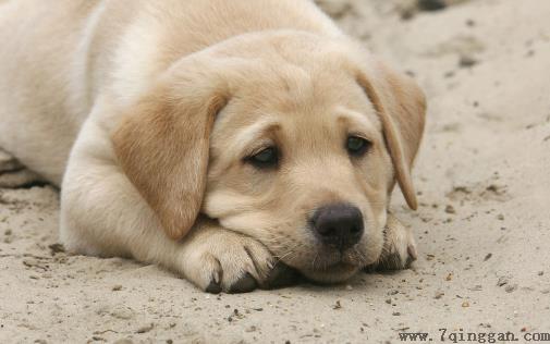 狗狗经常叹气是否是因心情不好 不要忽视狗狗的叹气