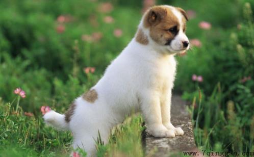 狗狗经常叹气是否是因心情不好