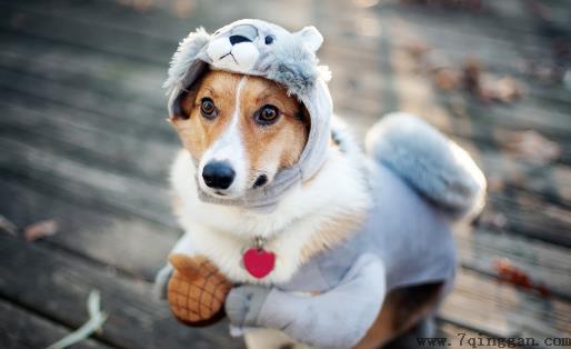 狗狗经常叹气是否是因心情不好 不要忽视狗狗的叹气