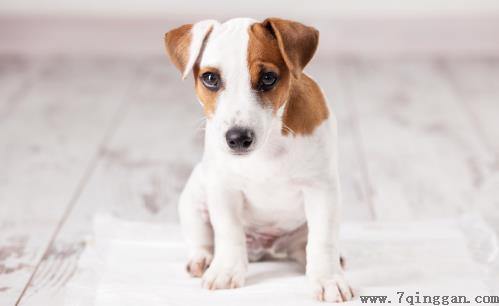 田园犬