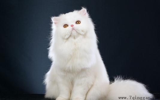 波斯猫怎么养？